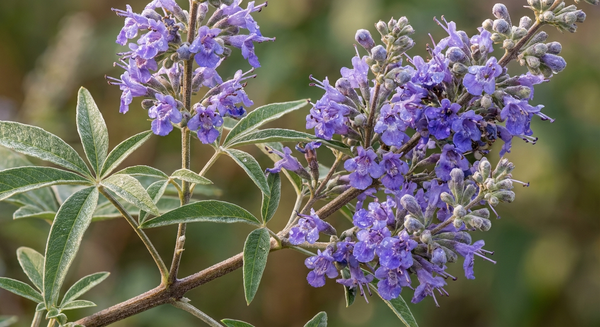 Mönchspfeffer für Männer: Wirkung & Dosierung