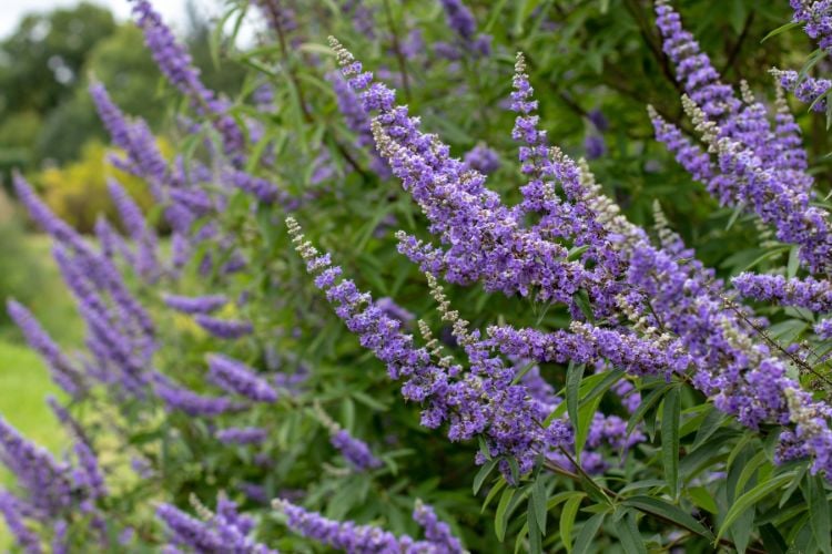 Mönchspfeffer (Vitex Agnus Castus) und seine Wirkung beim Mann