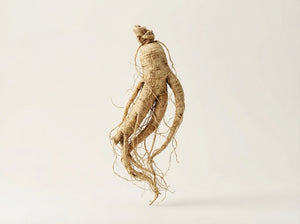 Ginseng-Extrakt