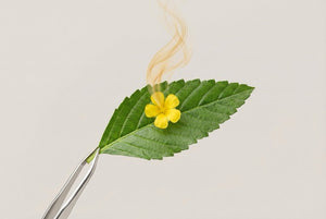 Liboost® (Damiana-Extrakt)